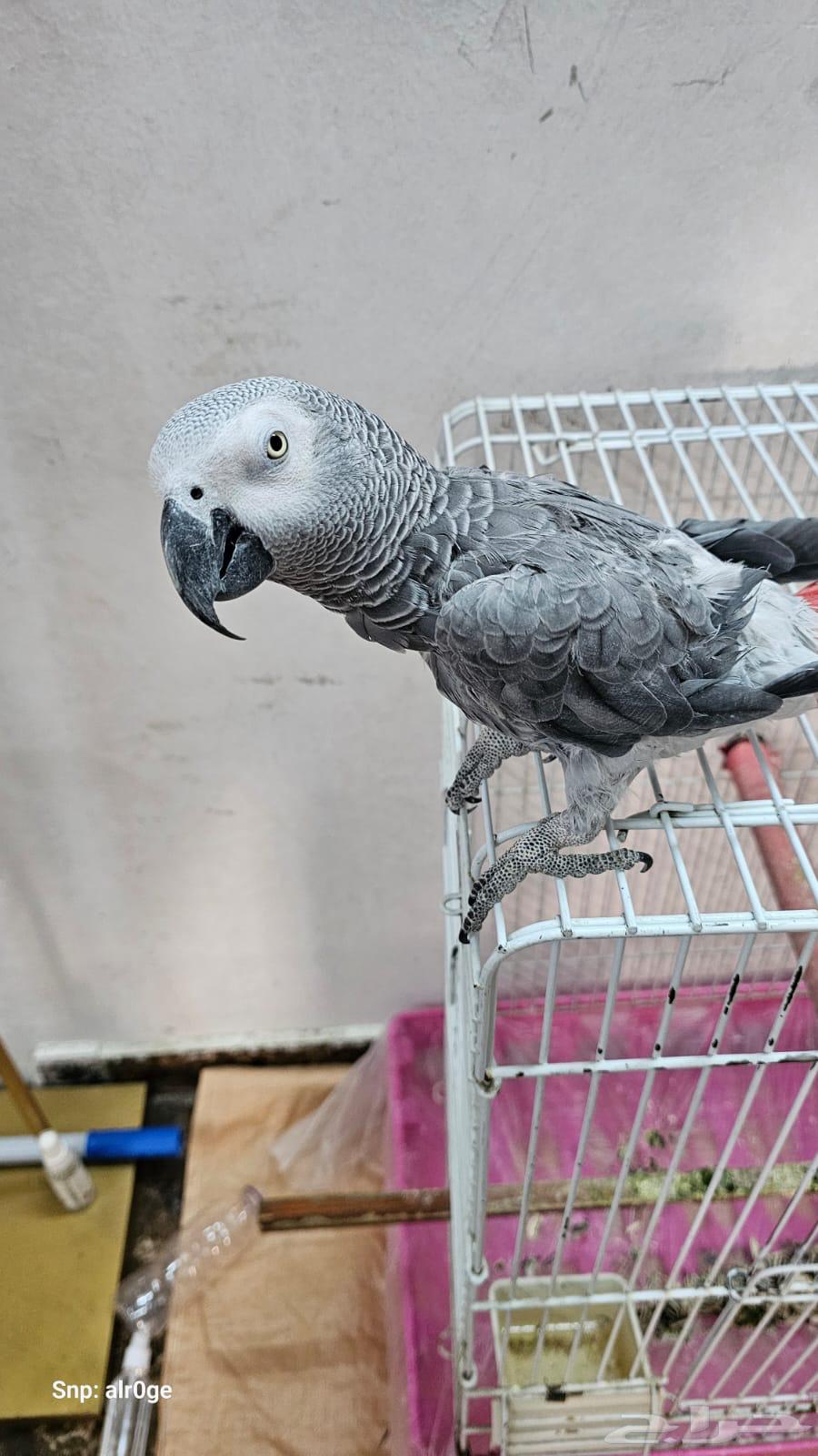 Casko for sale63388757604227113