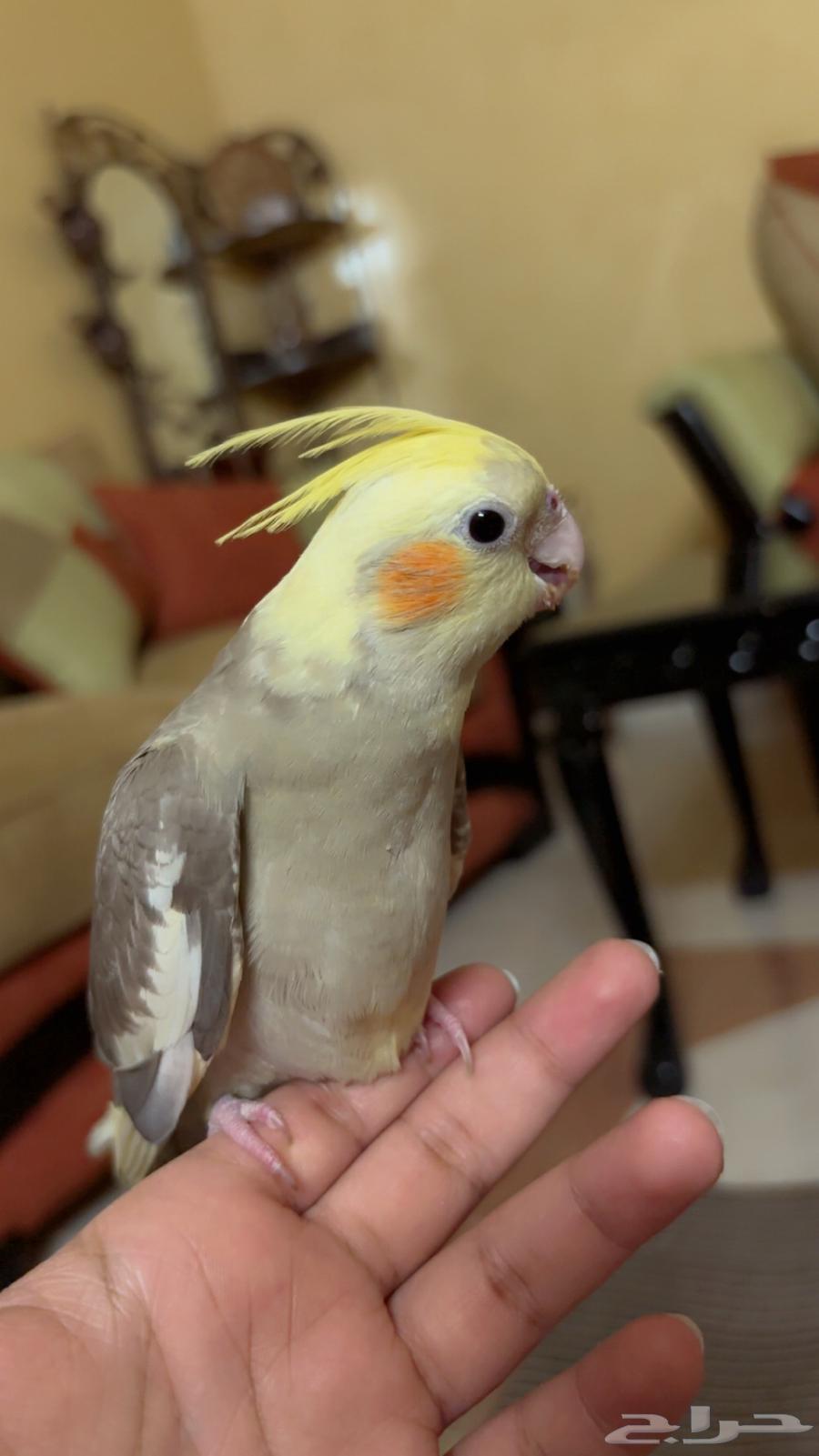 Rooz-e Kurosh-e Koochooloo63382813881091112