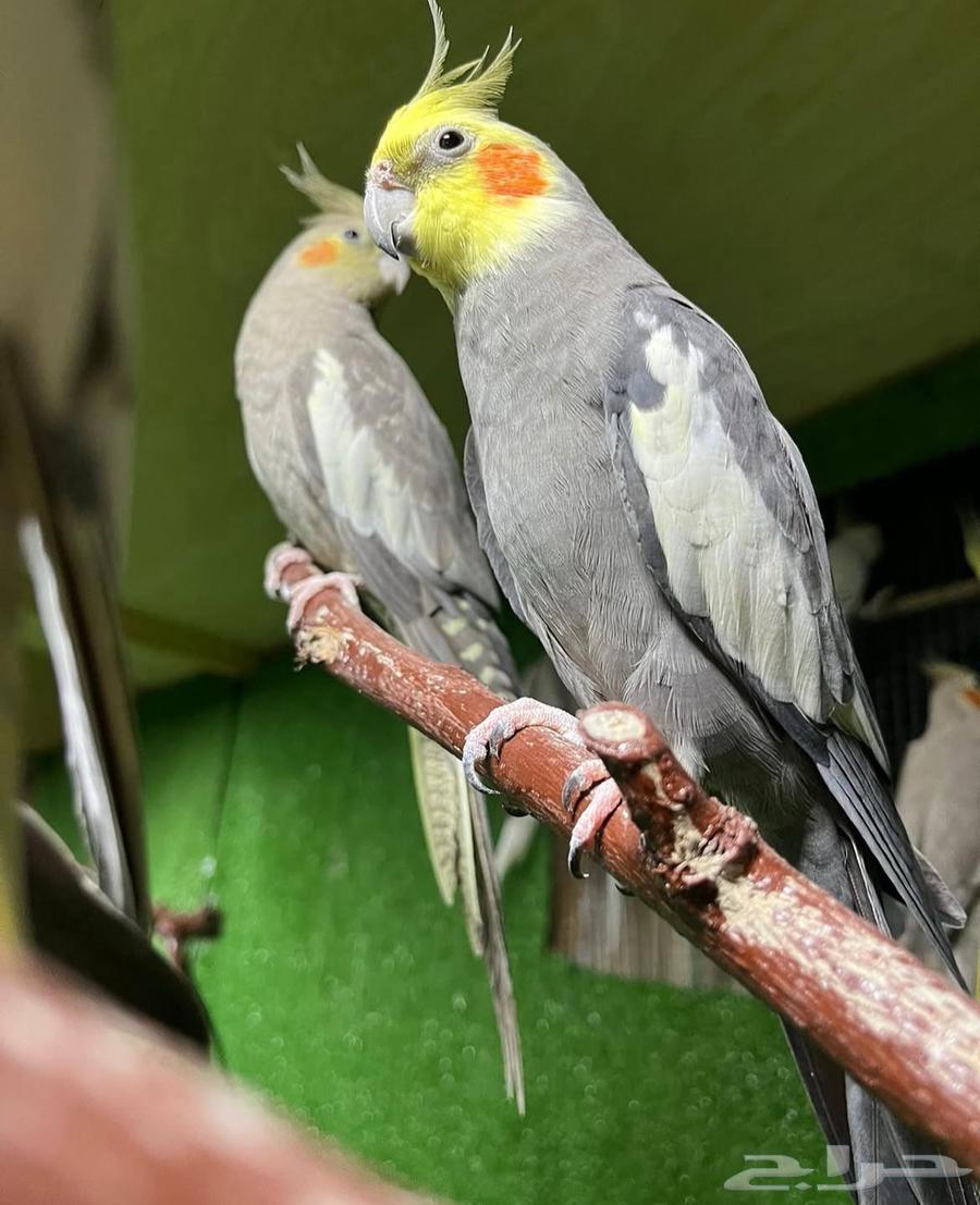 Bird Beak Trimming633832745562891111