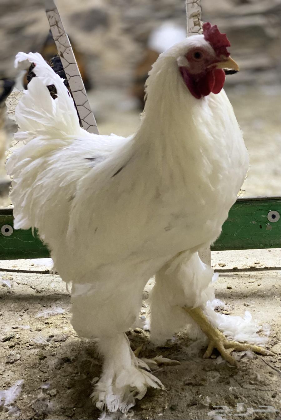 Brahma Duck63385633565571110