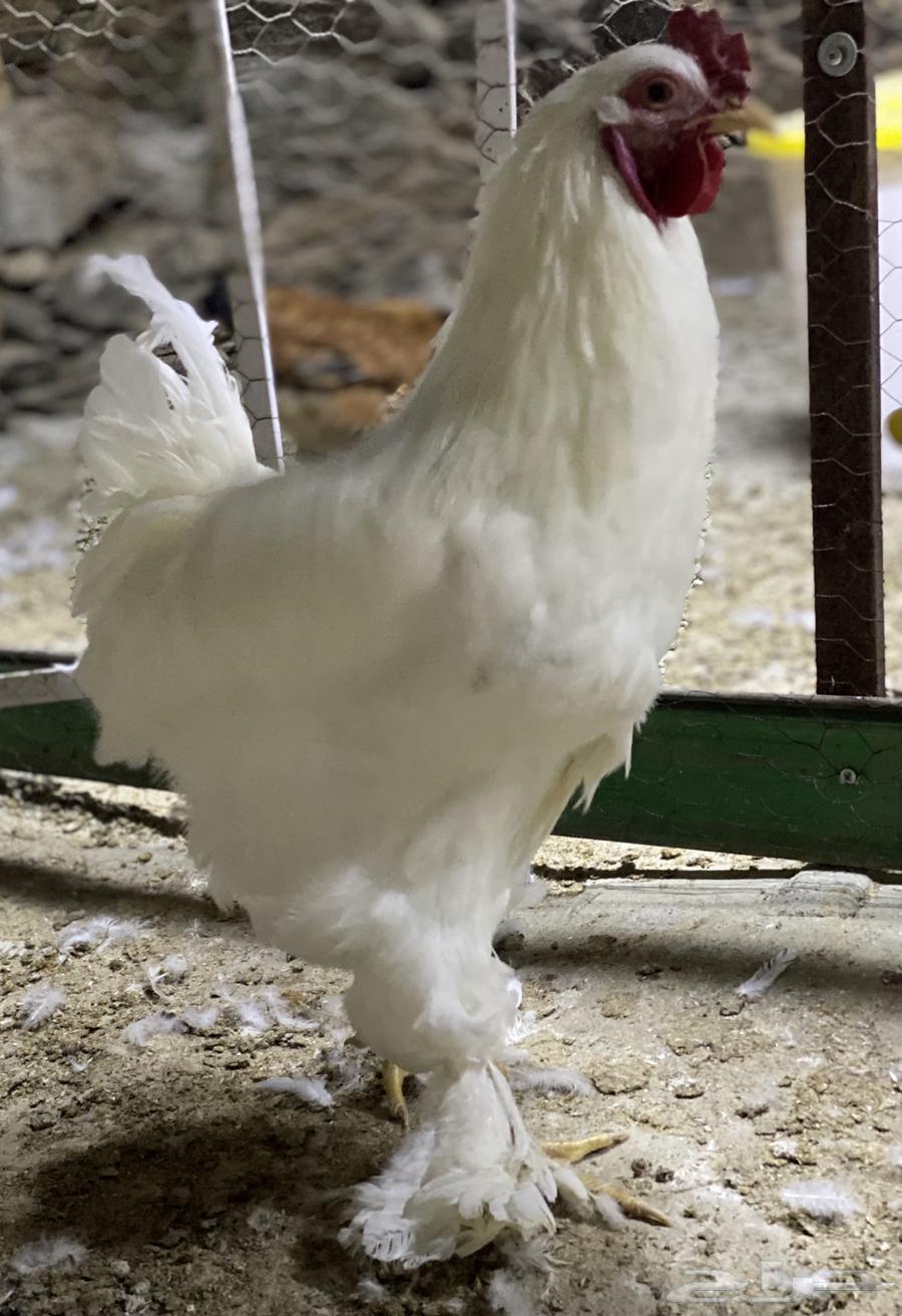 Brahma Duck63385633565571111