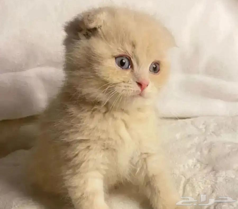 قط للبيع63299278383235111