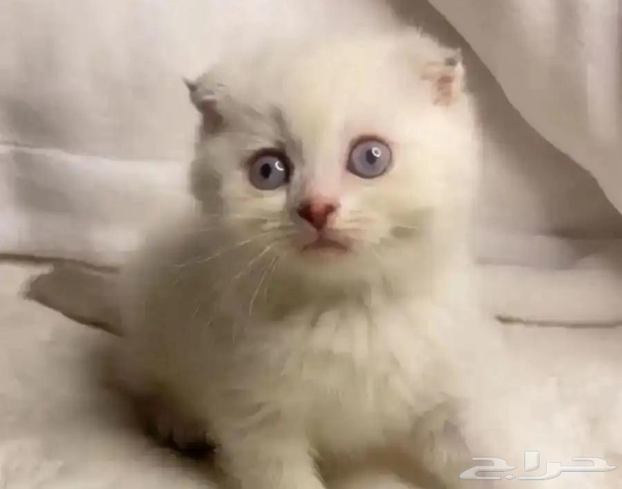 قط للبيع63299278383235113