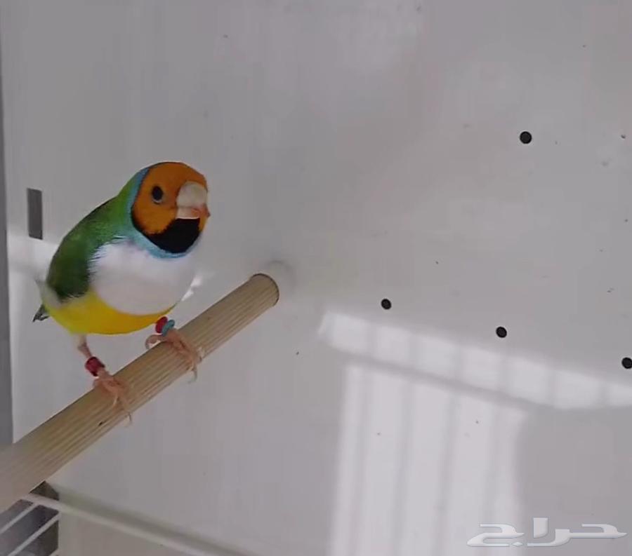 Golden Finch63385039411841111