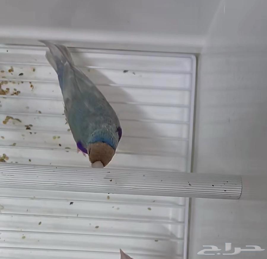 Golden Finch63385039411841113