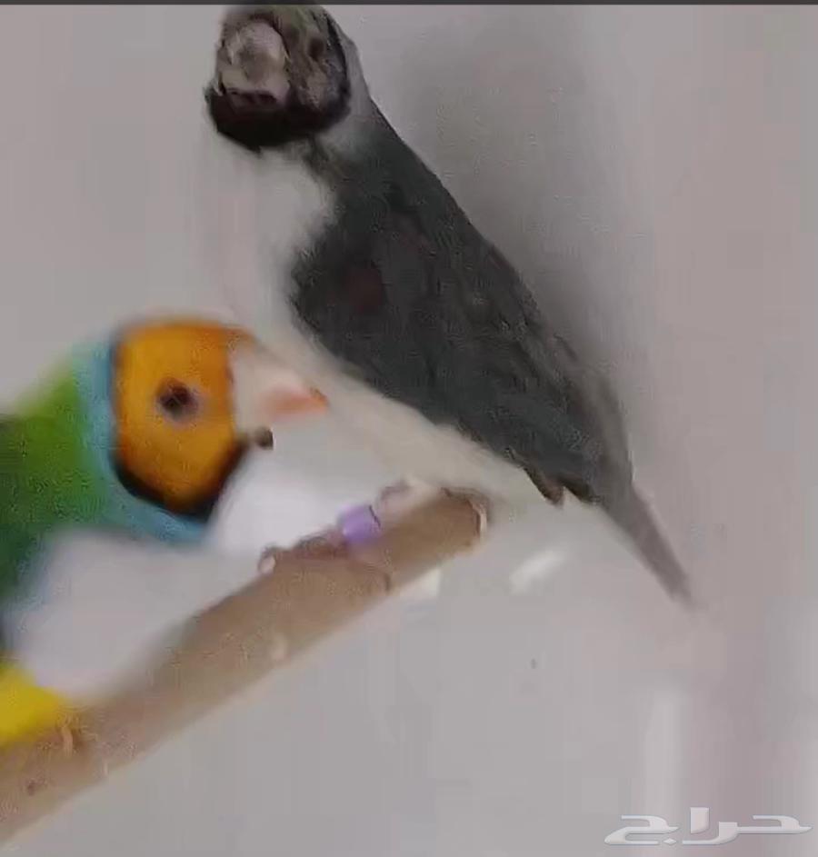 Golden Finch63385039411841112