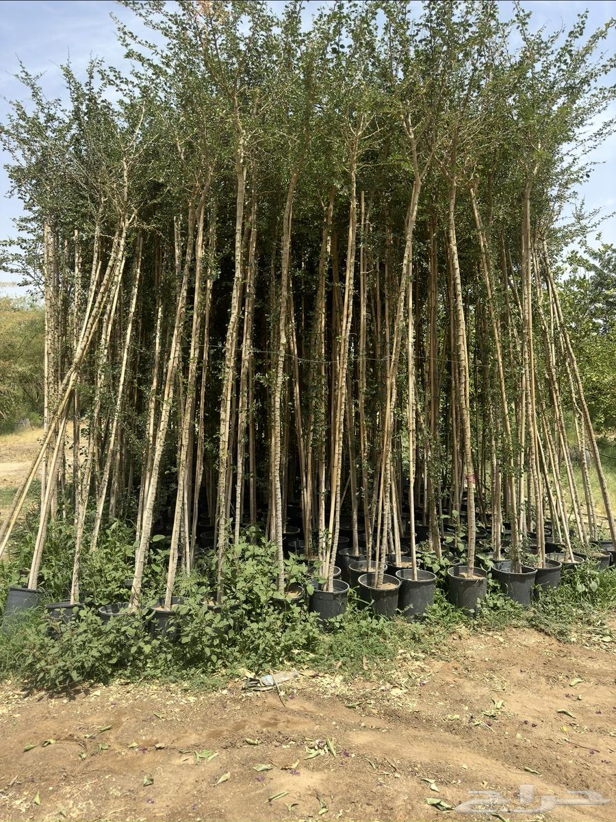 Almond - Terminalia - Banyan - Coastal Breadfruit - Neem - American Boxwood Large and Medium Sizes Najran63438631161218111