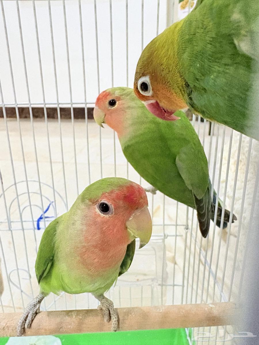 زوج كروان لاتينو اناث روز تم بيع الزوج63385733069315114