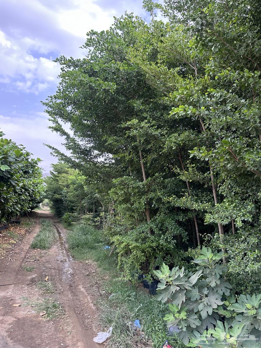 Almond - Terminalia - Banyan - Coastal Breadfruit - Neem - American Boxwood Large and Medium Sizes Najran63438631161218112