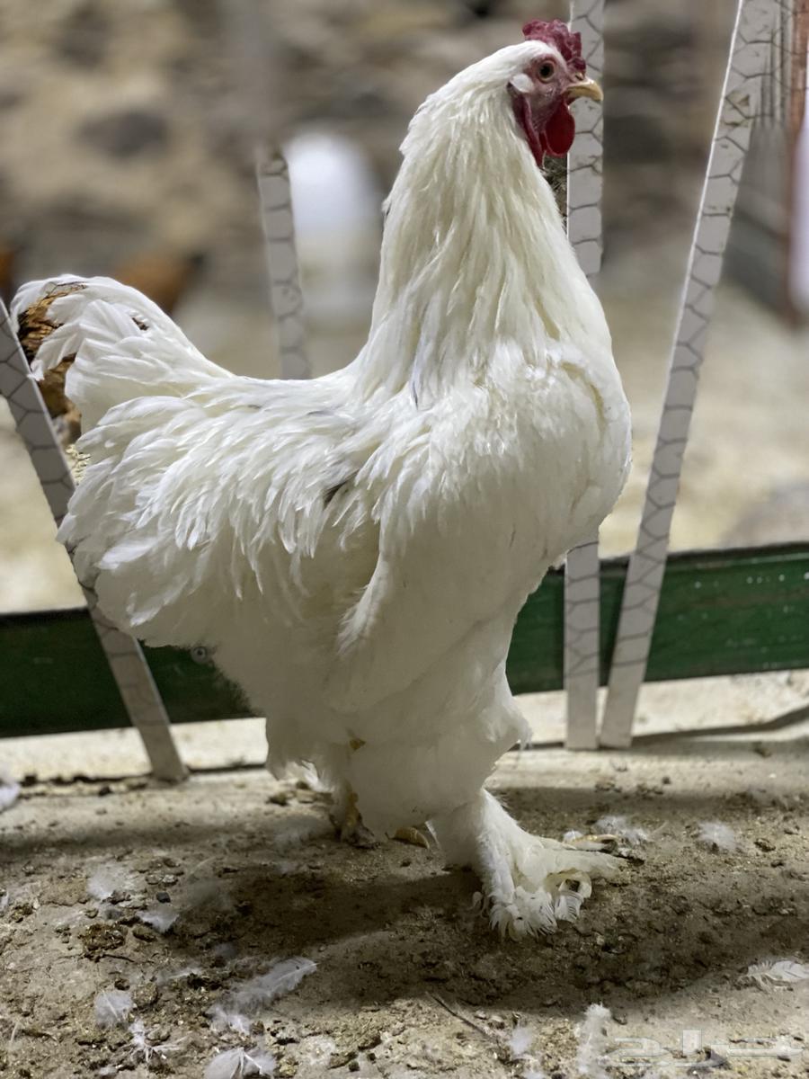 Brahma Duck63385633565571112