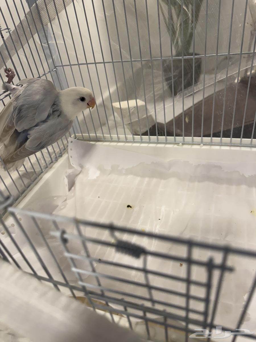 Two-month-old rose bird, not tamed, excellent condition but shy, needs training63383121932161112