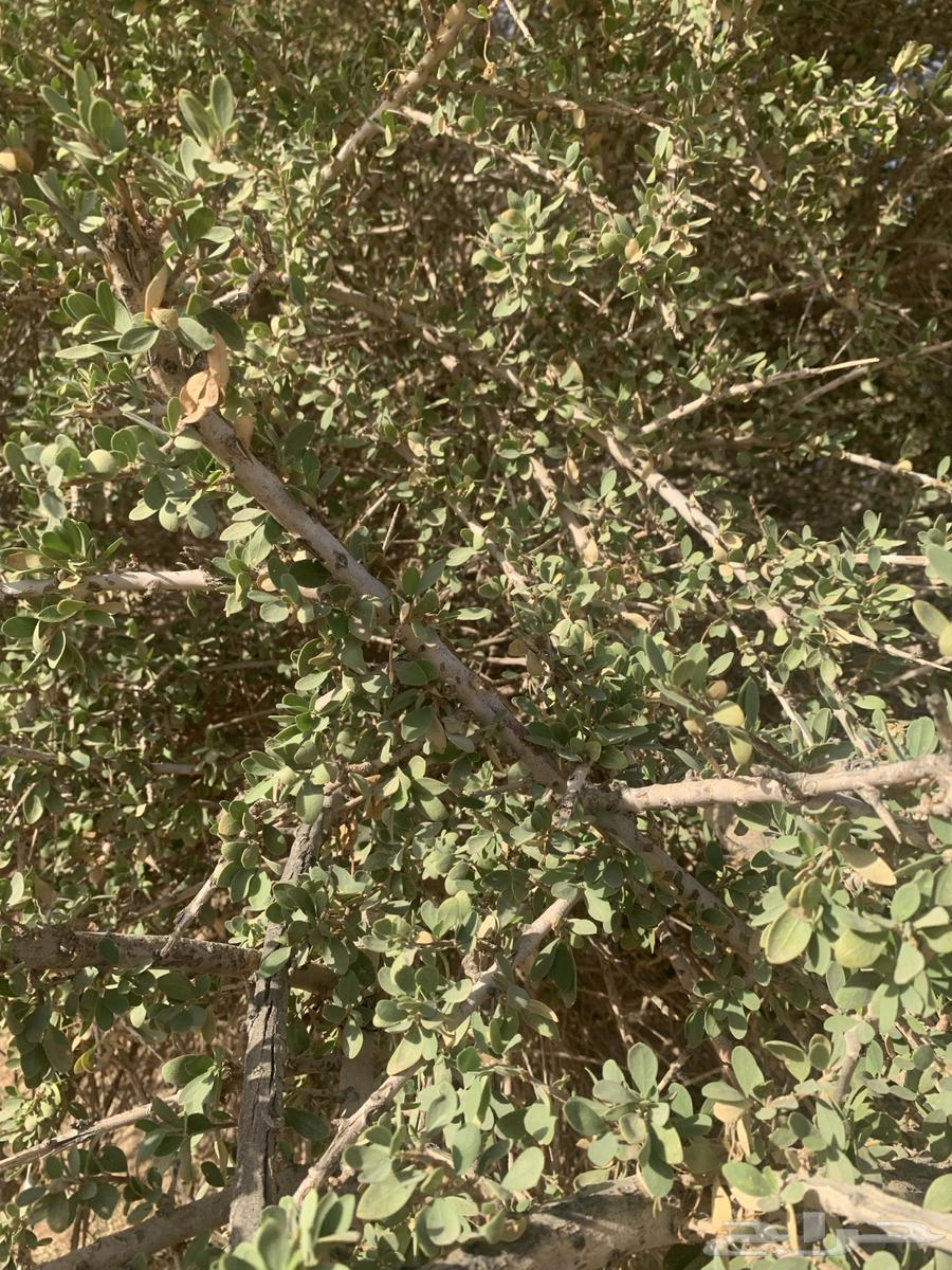 بذور اشجار السرح63383641329795113