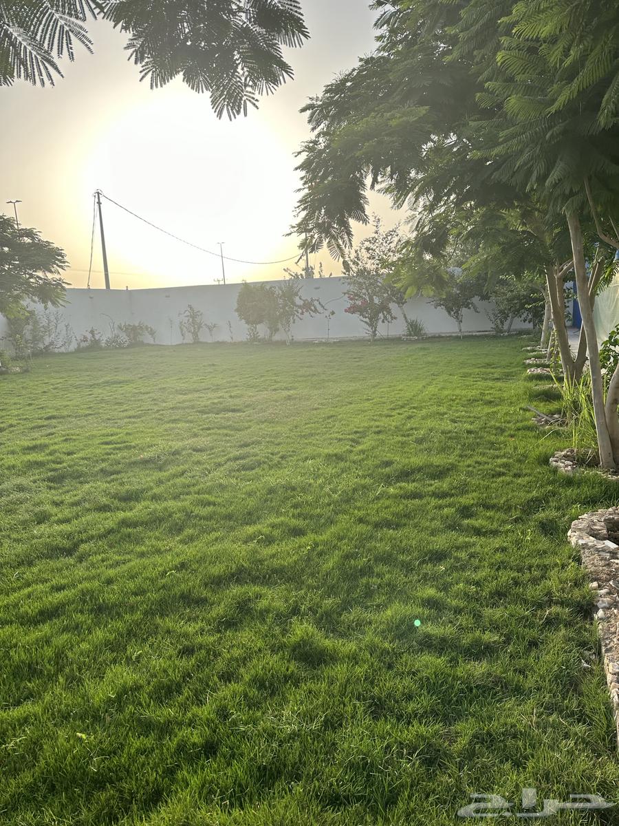 عشب طبيعي C2000 أمريكي مقاوم للملوحة63385039525249113