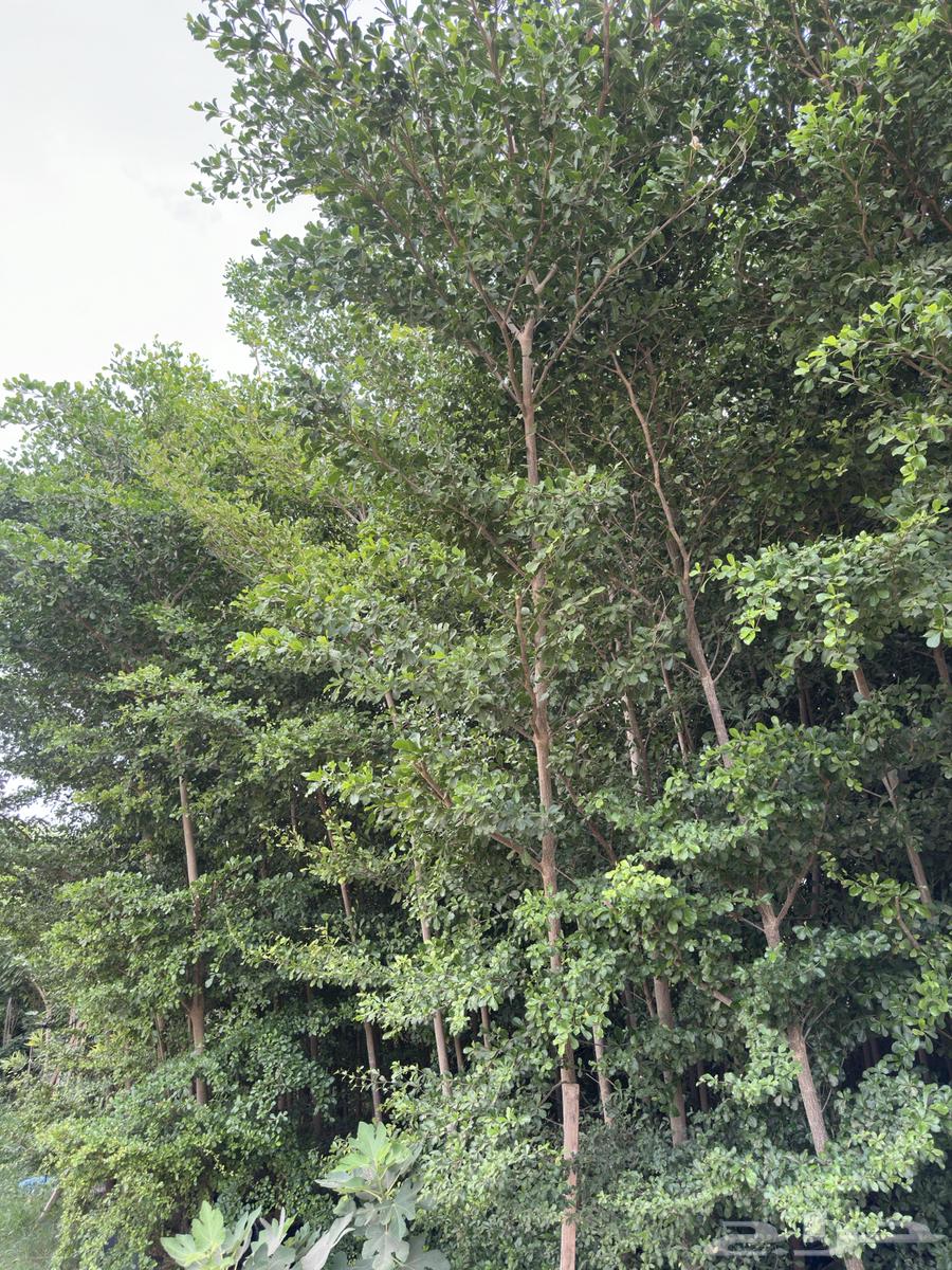 Almond - Terminalia - Banyan - Coastal Breadfruit - Neem - American Boxwood Large and Medium Sizes Najran63438631161218114