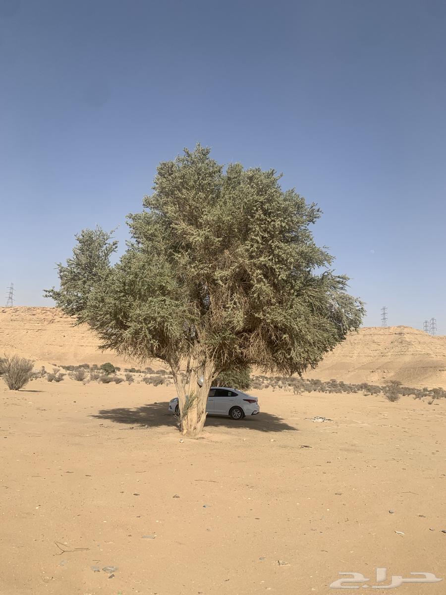 بذور اشجار السرح63383641329795114