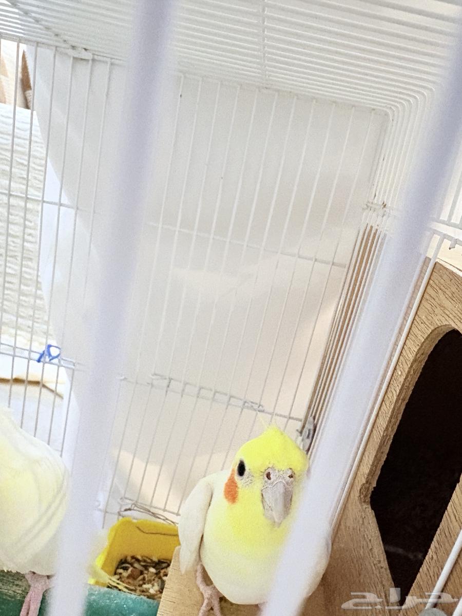 زوج كروان لاتينو اناث روز تم بيع الزوج63385733069315112