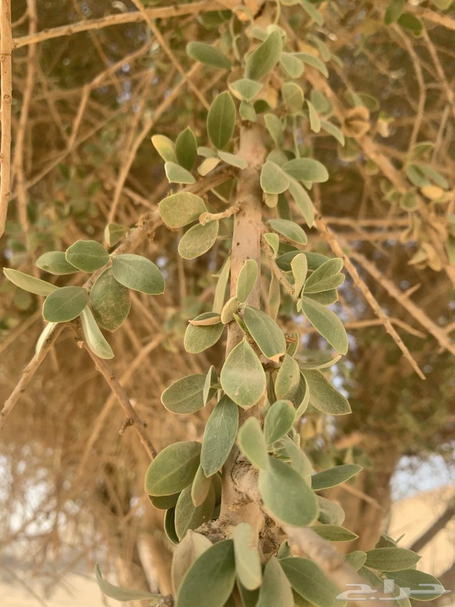 بذور اشجار السرح63383641329795112