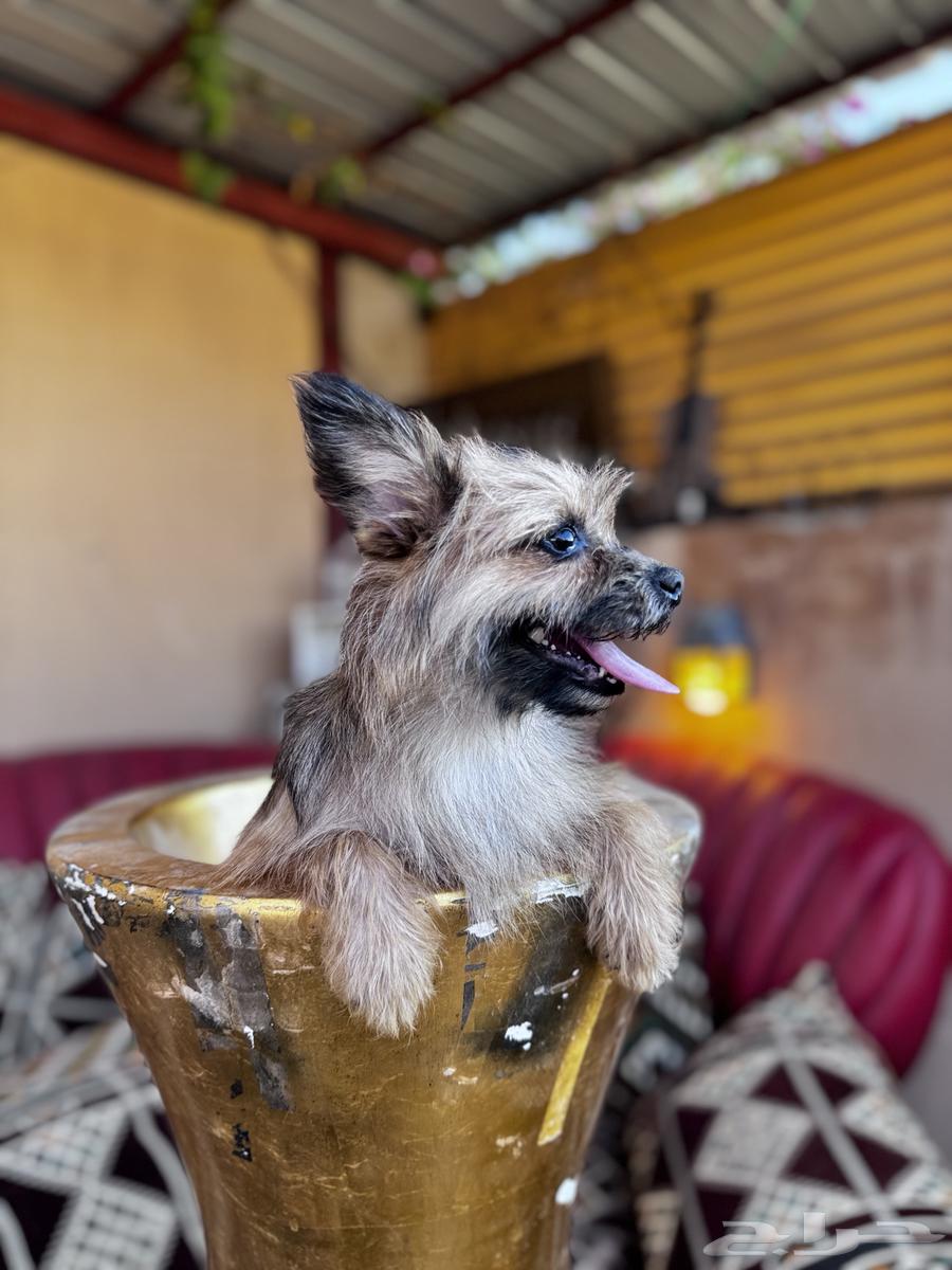 Yorkshire Terrier dog63383508377473113