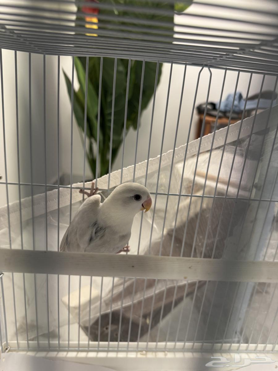 Two-month-old rose bird, not tamed, excellent condition but shy, needs training633831219321611110