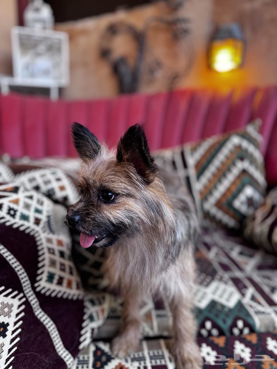 Yorkshire Terrier dog63383508377473114