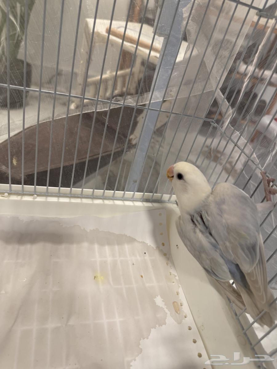 Two-month-old rose bird, not tamed, excellent condition but shy, needs training63383121932161113