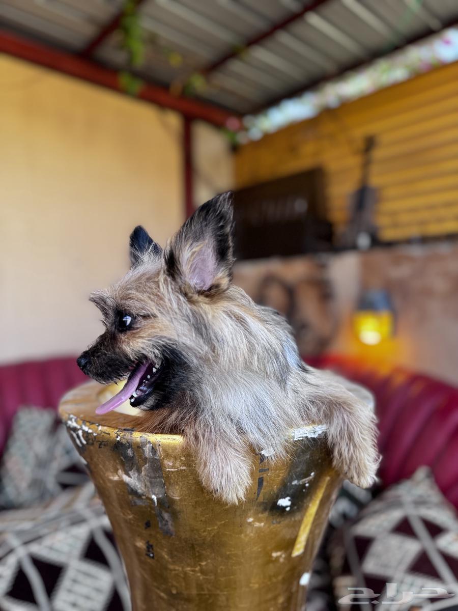 Yorkshire Terrier dog63383508377473112