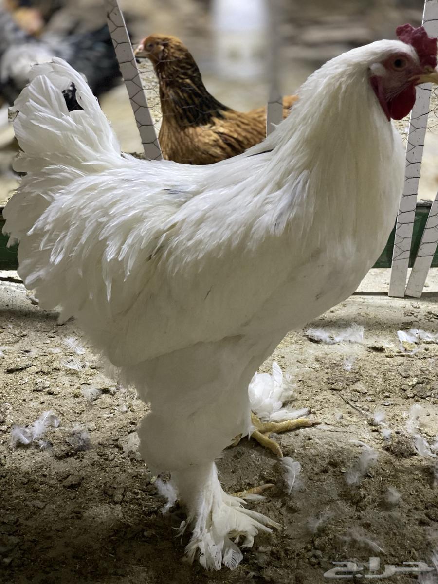 Brahma Duck63385633565571114