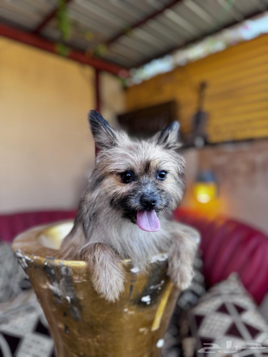 Yorkshire Terrier dog63383508377473111