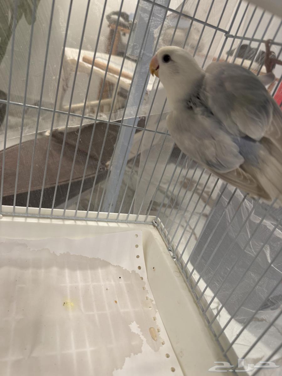 Two-month-old rose bird, not tamed, excellent condition but shy, needs training63383121932161114