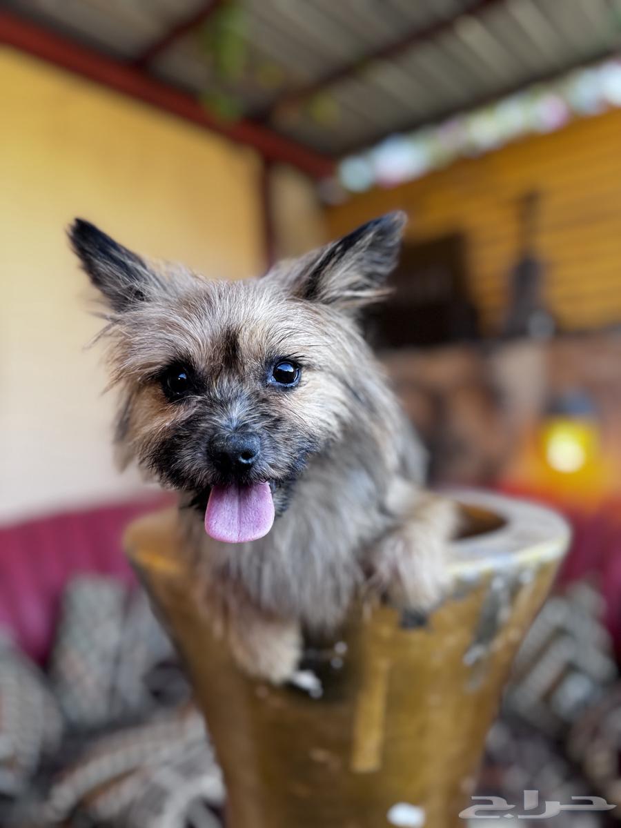 Yorkshire Terrier dog633835083774731125