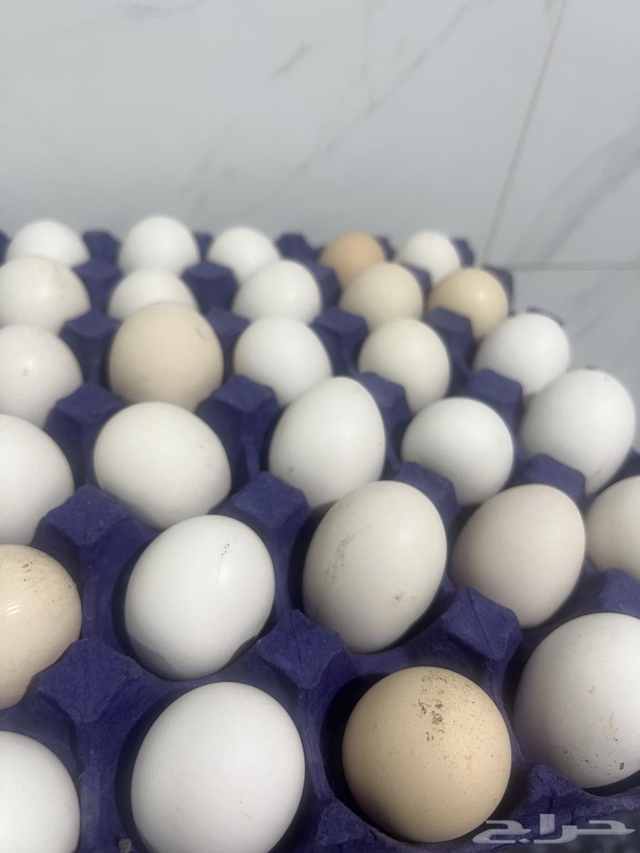 بيض بلدي أو بيوت شرط من مزرعتنا علف صحي (وشوف وصف)63383456967938112