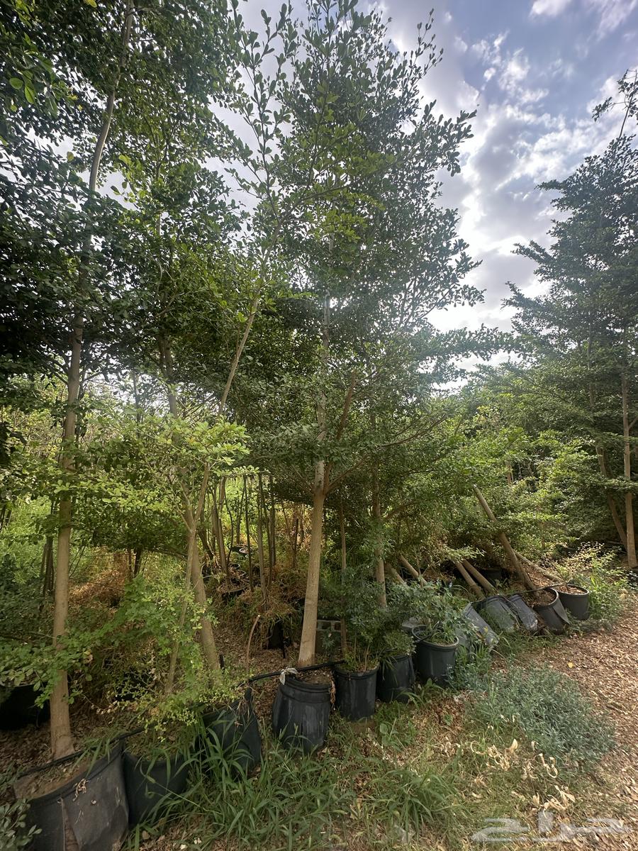 Almond - Terminalia - Banyan - Coastal Breadfruit - Neem - American Boxwood Large and Medium Sizes Najran63438631161218113