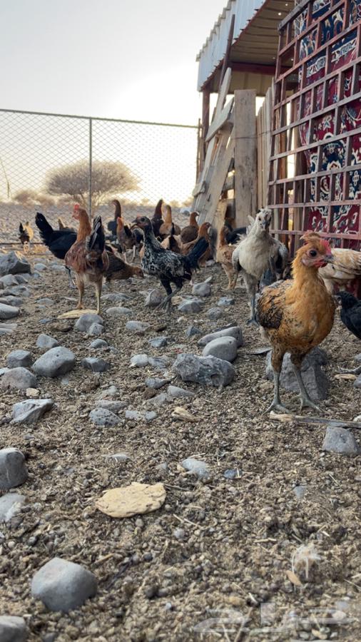 دجاج بلدي للبيع63332276488449111