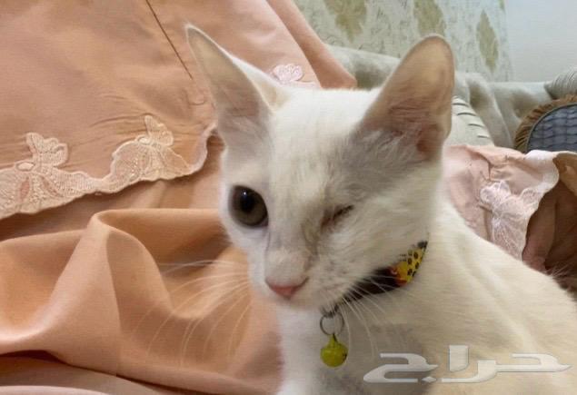 A small cat for adoption63382710157827110
