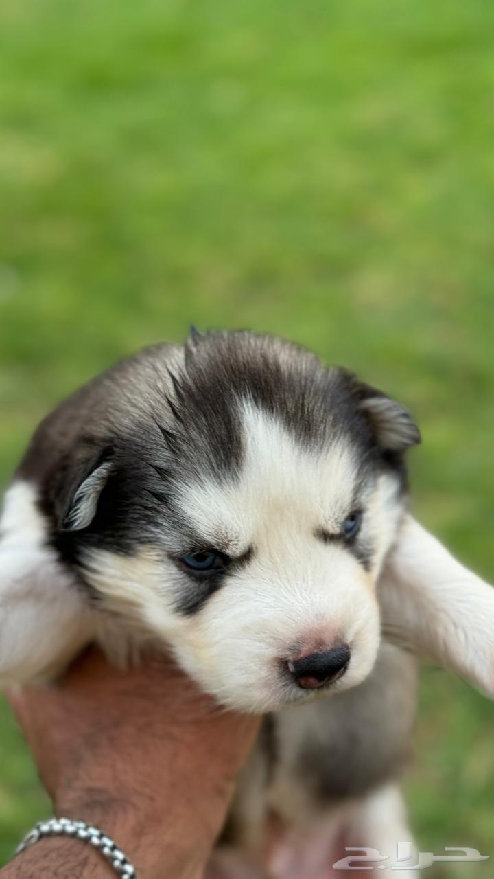 Dogs for sale633859156061461124