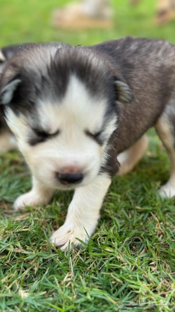 Dogs for sale63385915606146112