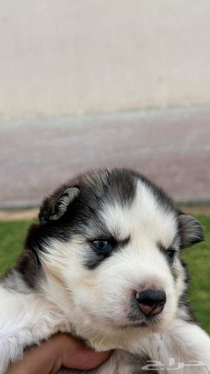 Dogs for sale63385915606146111