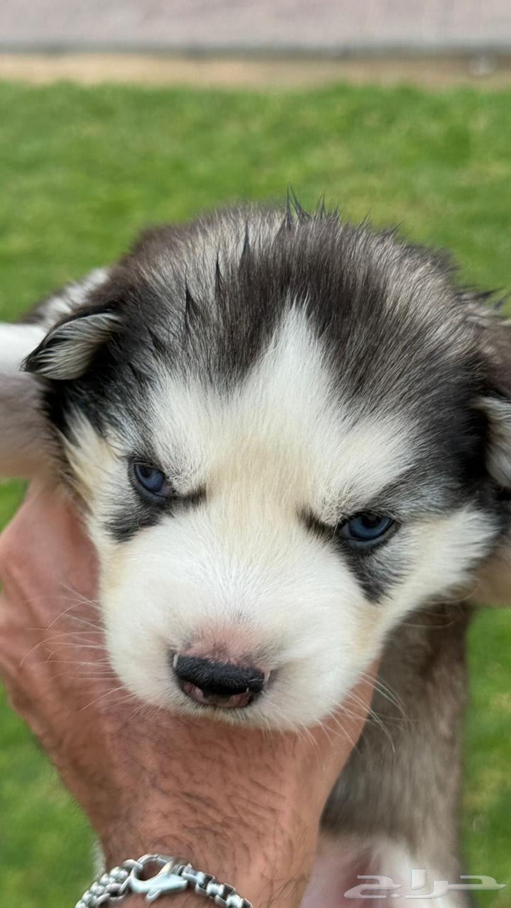 Dogs for sale63385915606146113