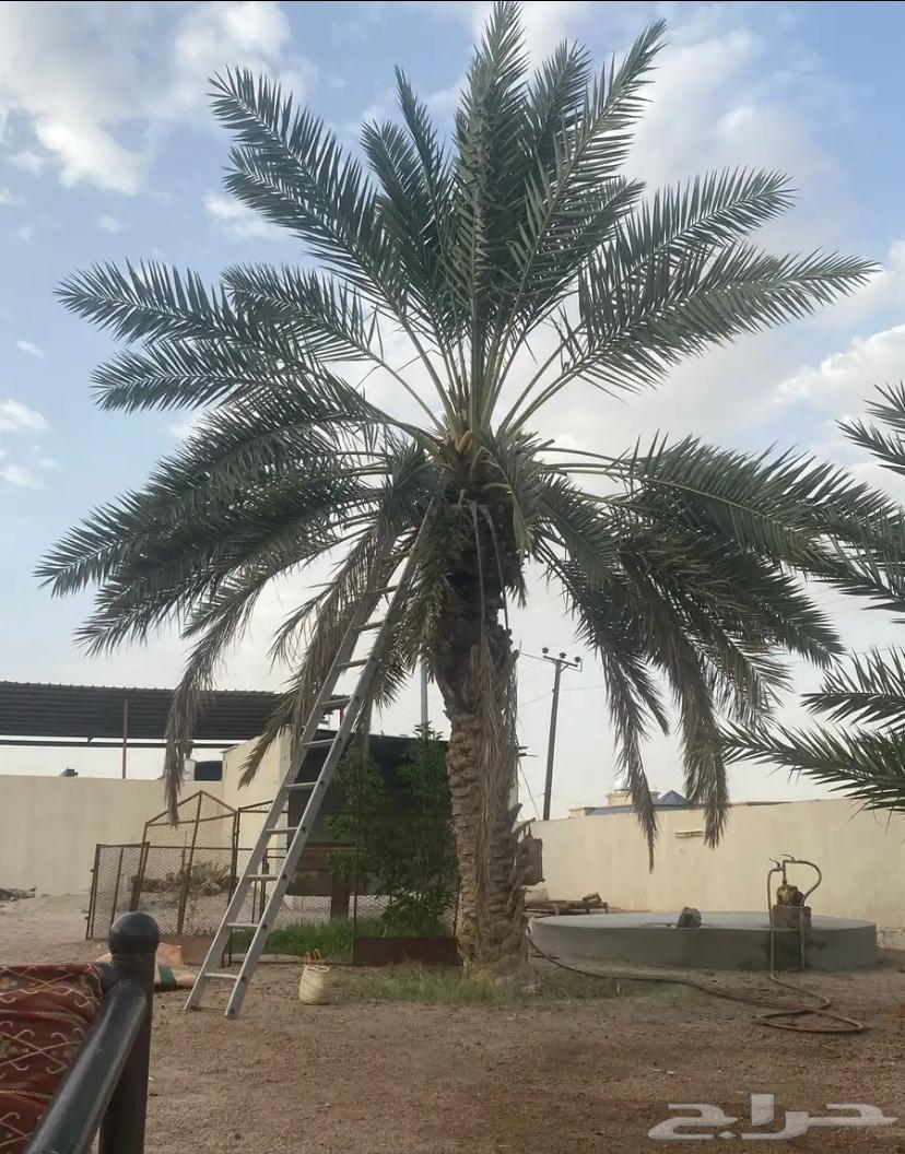 Palm Kufa for sale63438216163843110