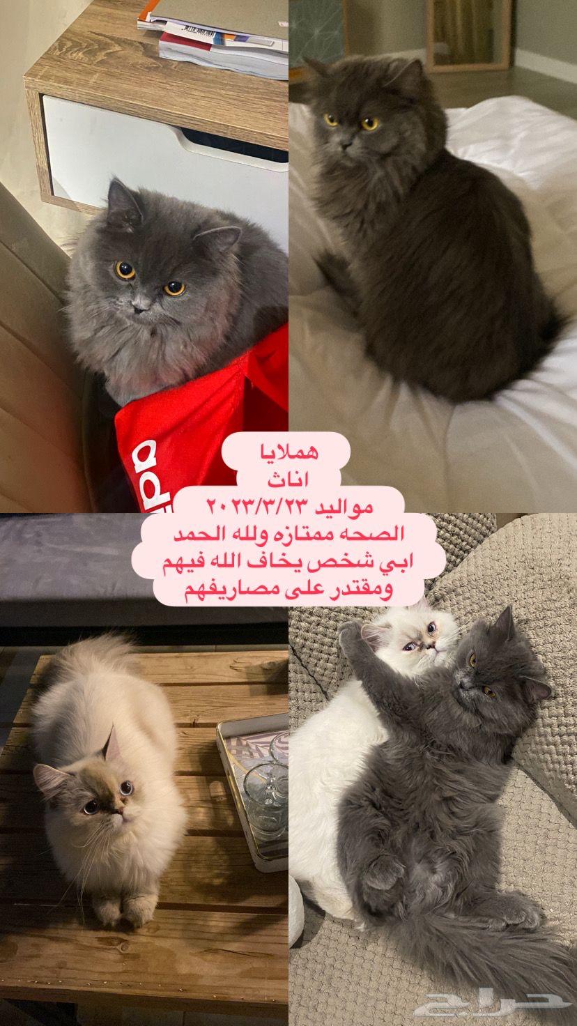 قطط هملايا ( باقي الغامقة )634392703132171120