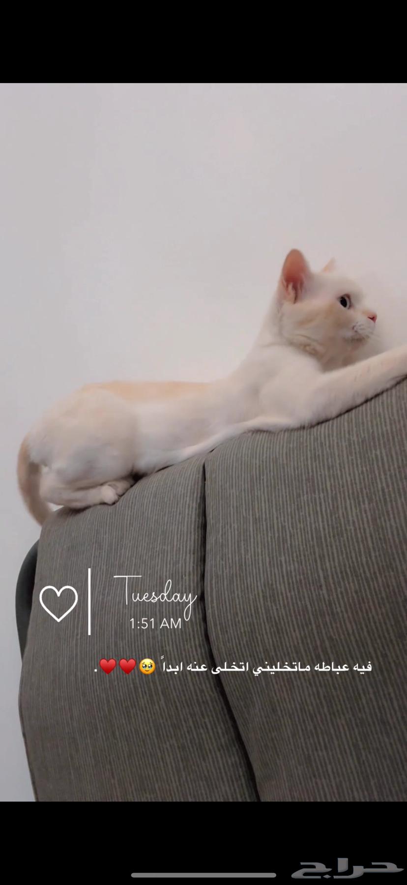 Sterilized cat available for adoption63384958249985111
