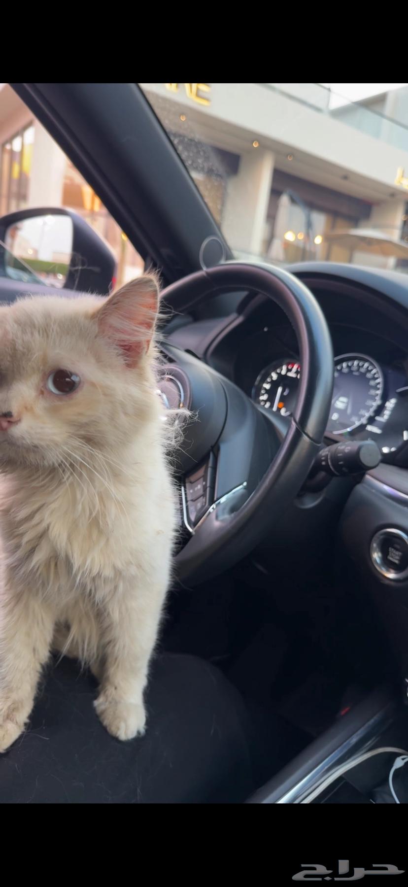 Sterilized cat available for adoption63384958249985110