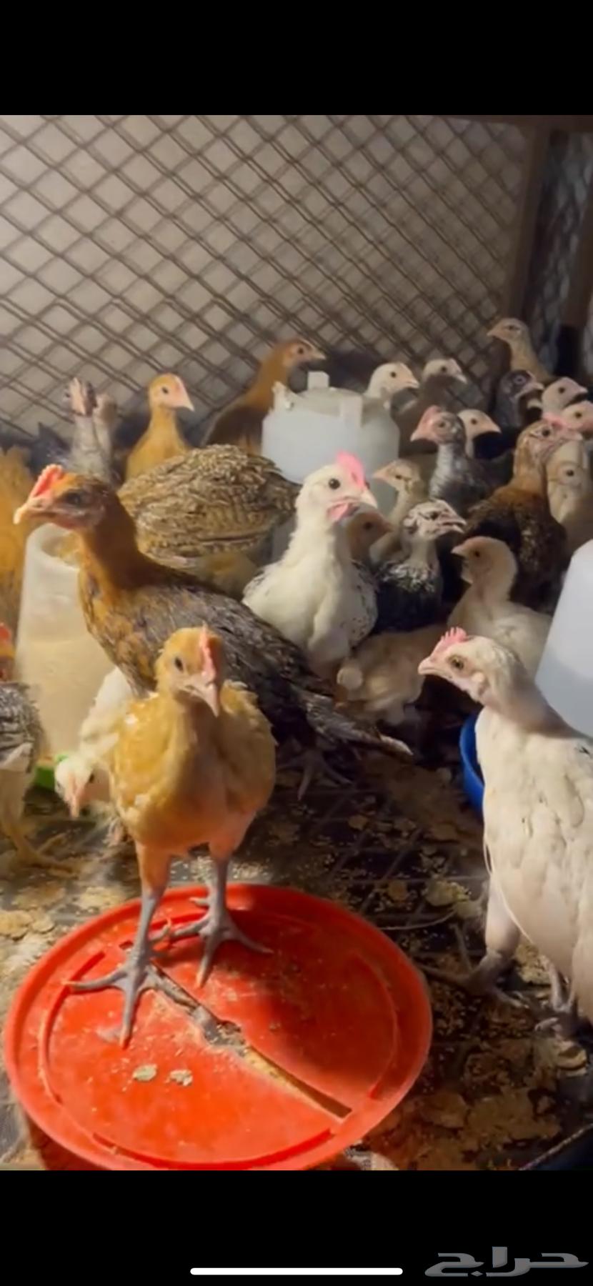 Local and Brahma Chickens for Sale63382967572226110