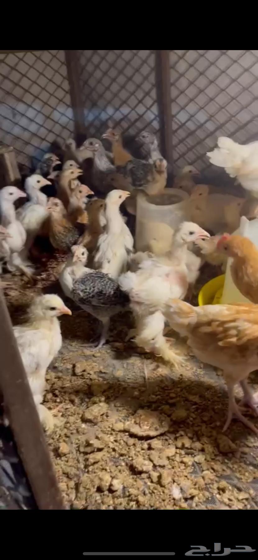 Local and Brahma Chickens for Sale63382967572226111