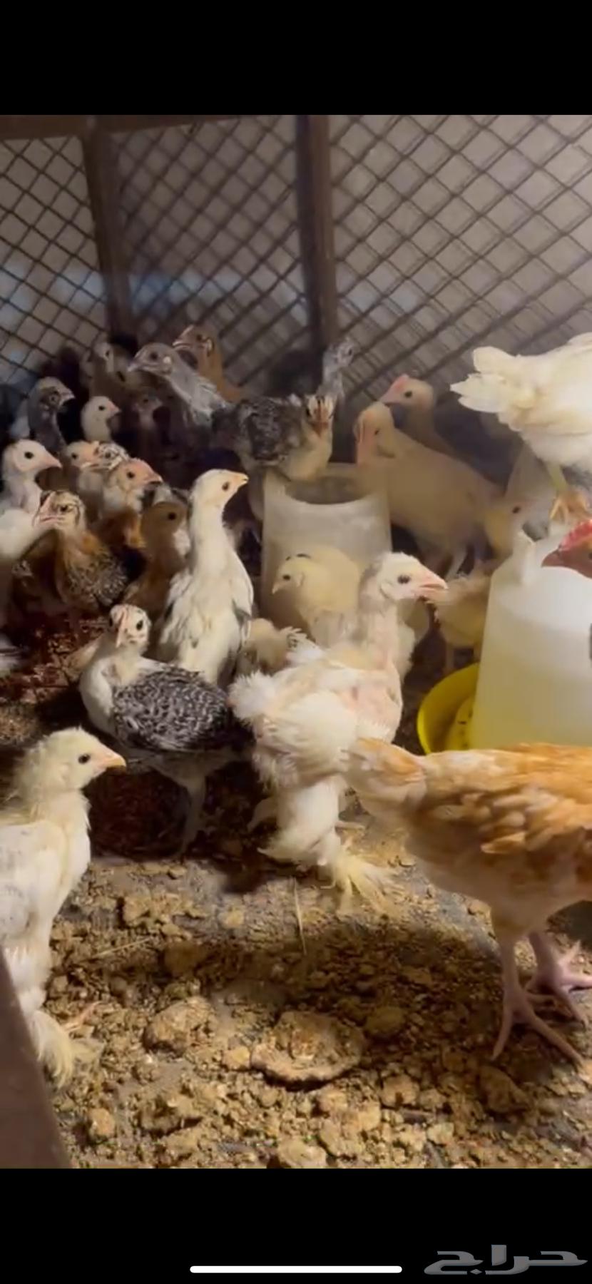Local and Brahma Chickens for Sale63382967572226112