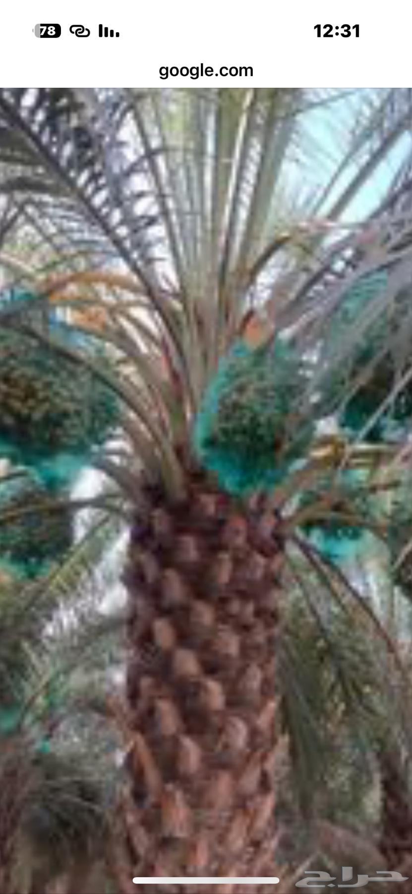 4-meter tall premium sugar palm tree, located in Al-Ghat63384612689793111
