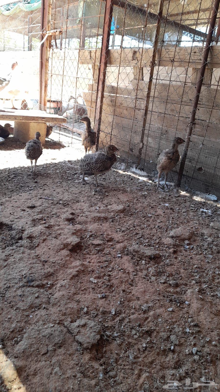 فزنت امريكي 200 ريال الجوز جملة63384693506049111