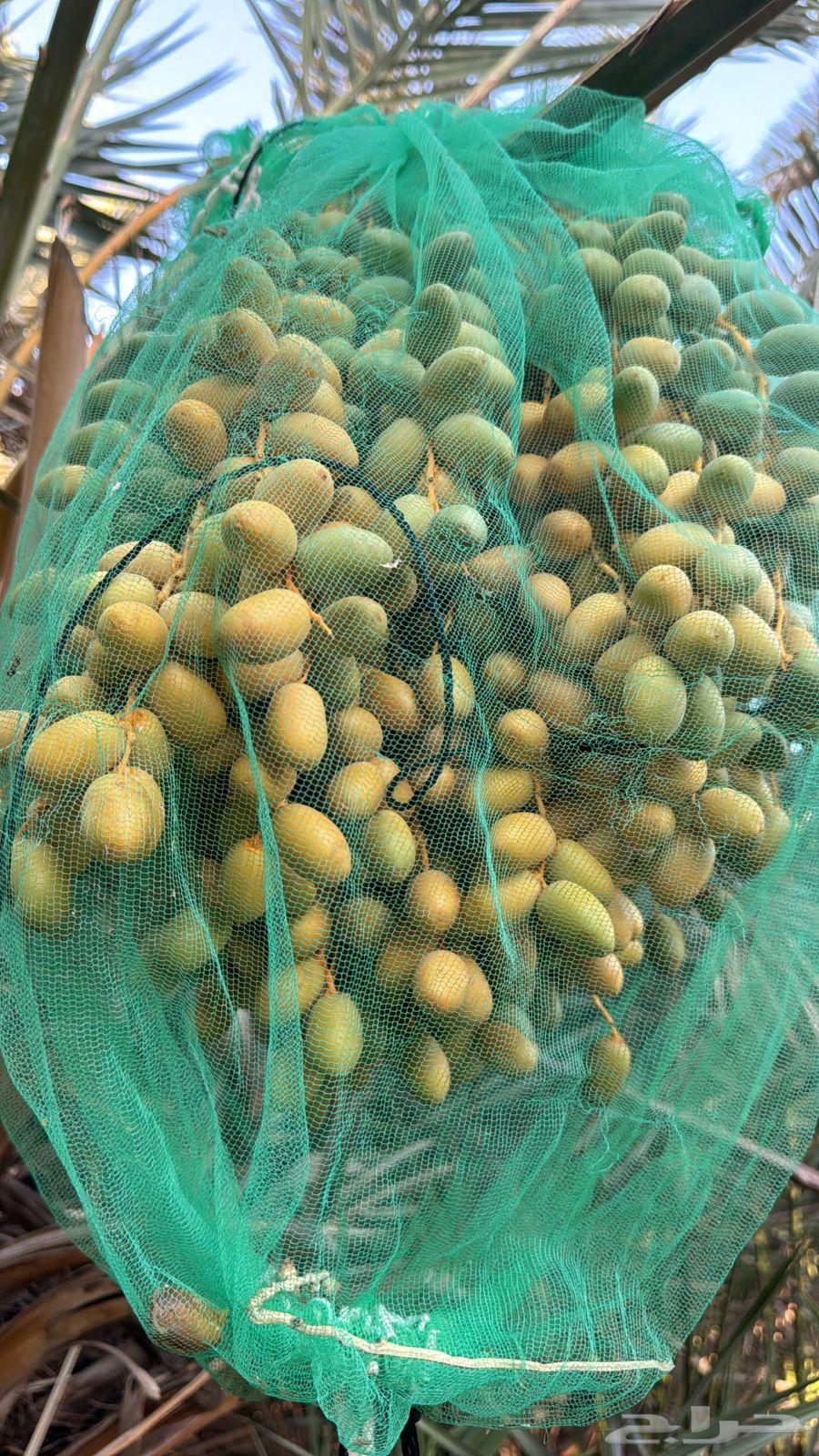 صيف مزرعة لبيع63439070200578111