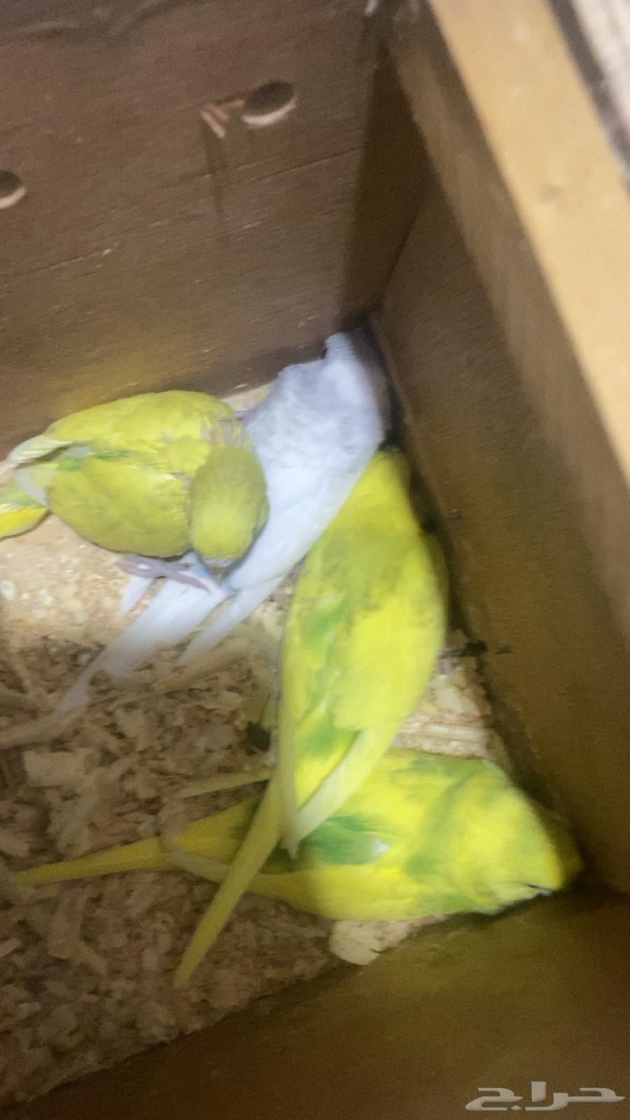 A male Badaji pair with two chicks, health is a condition, the male's type is rare, price 21063382578032131111