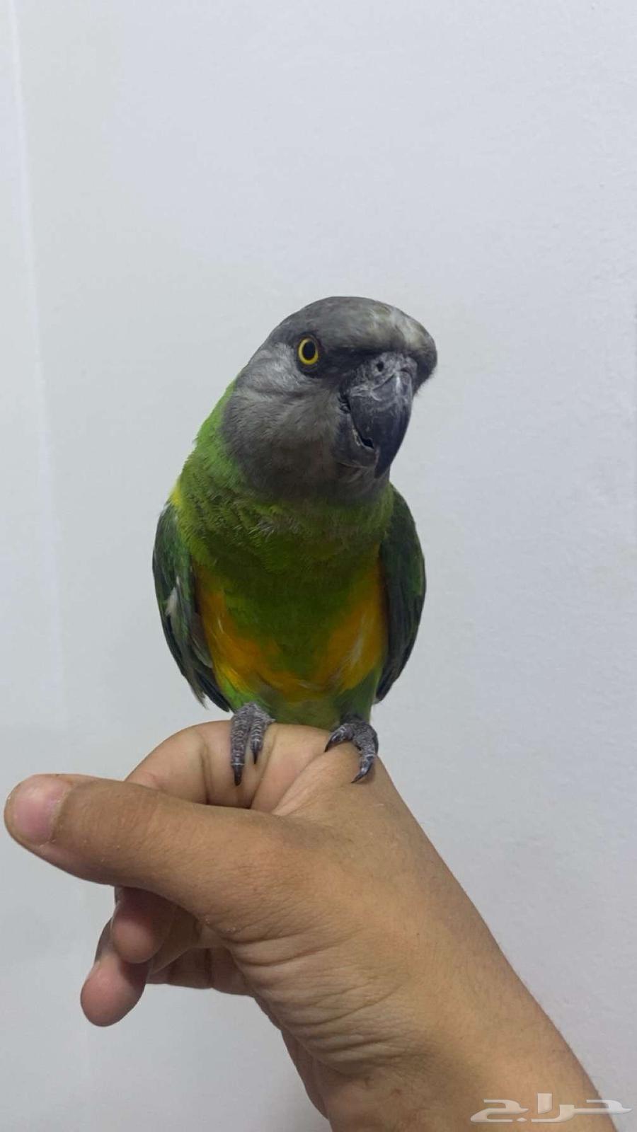 Senegalese Pet Parrot63382326622338113